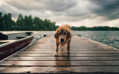 Recommendations on River Access and Dock Regulations