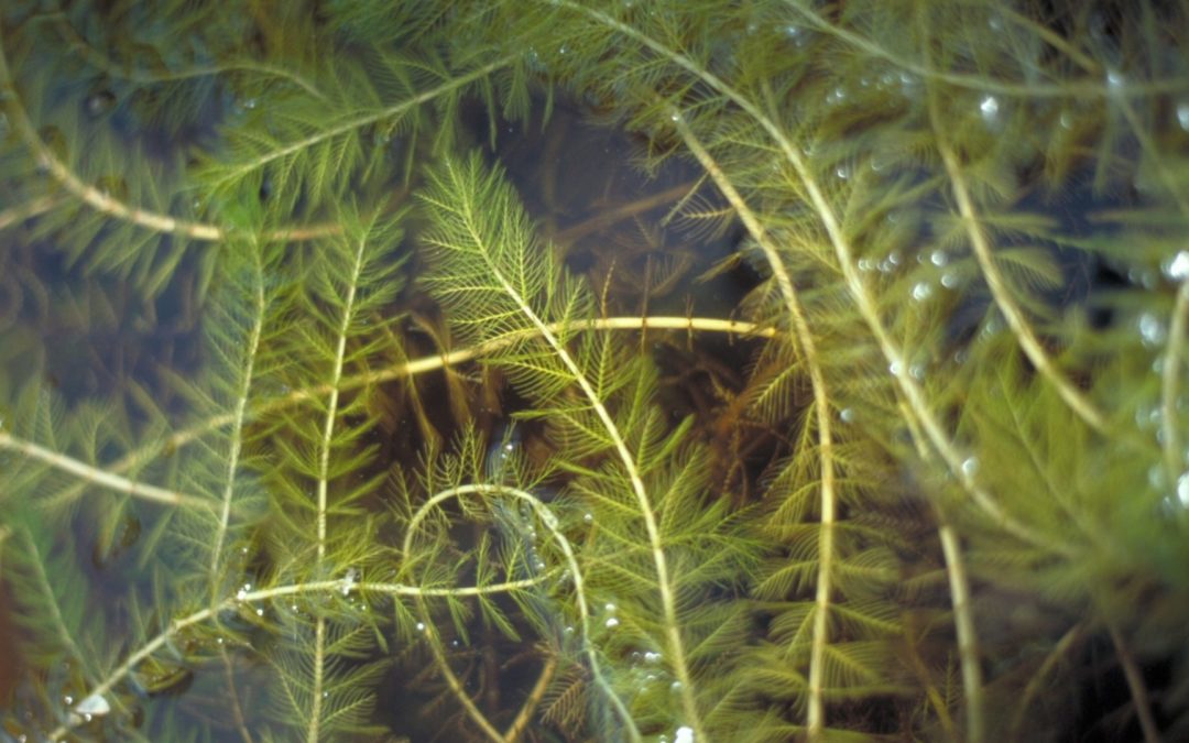 Proposal to the Municipality of Chelsea Regarding Sampling for Invasive Species